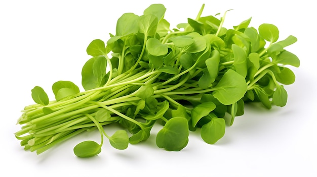 Fresh organic vegetable watercress on white background