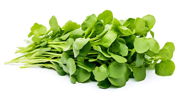 Fresh organic vegetable watercress on white background