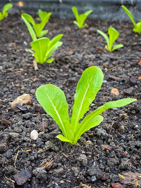 Fresh organic vegetables growing in farm