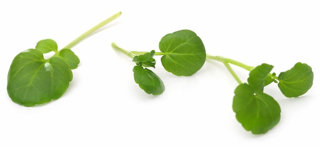 Fresh organic watercress over white background