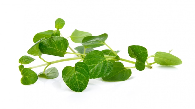 Fresh origano branch leaf isolated