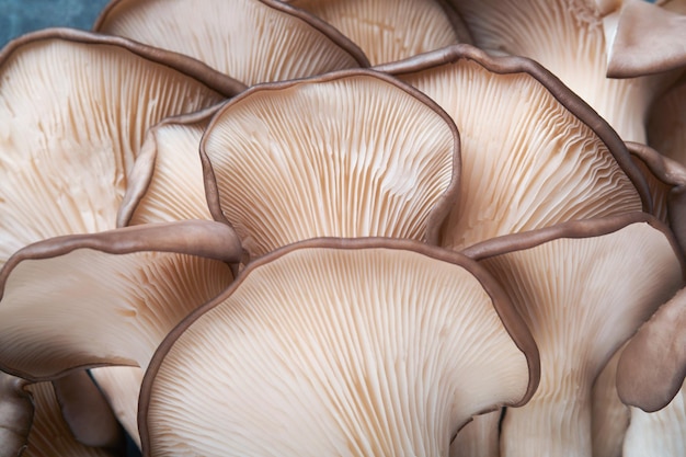 Fresh oyster mushrooms Abstract nature background of delicious organic oyster mushrooms on old wooden background top view with space for text