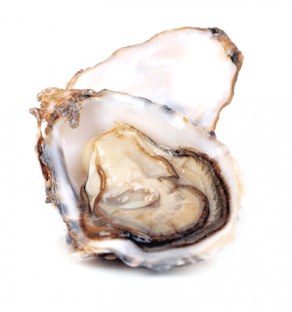 Fresh oyster