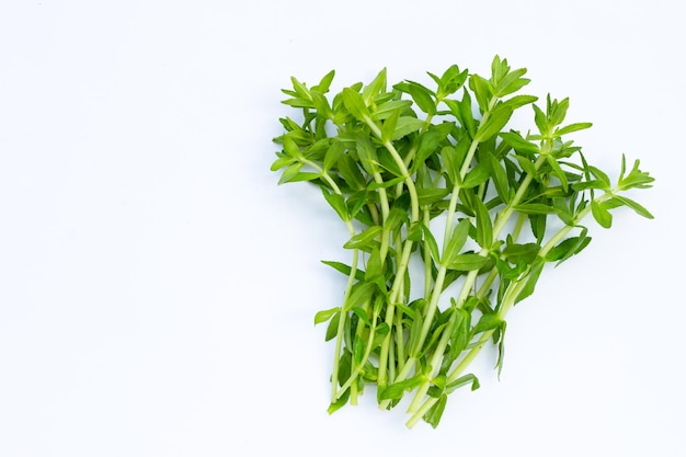 Fresh paddy rice herb on white background