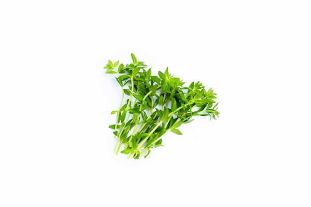 Fresh paddy rice herb on white background