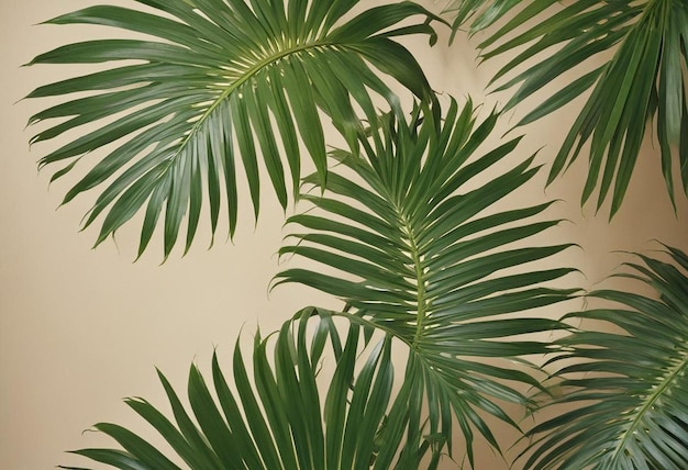 Photo fresh palm leaves on beige background