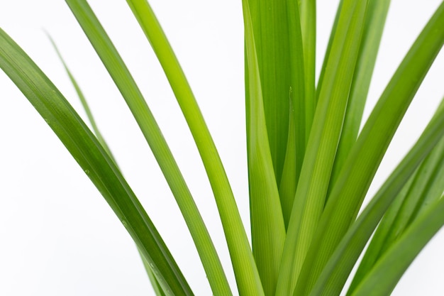 Fresh pandan leaves on white background