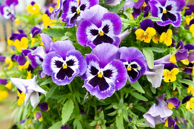 Fresh pansies flower plant as natural background flowering nature