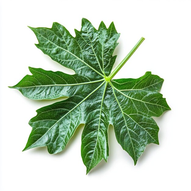 Photo fresh papaya leaves