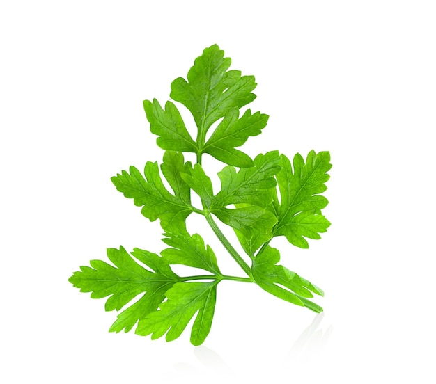 Fresh parsley herb isolated on white background