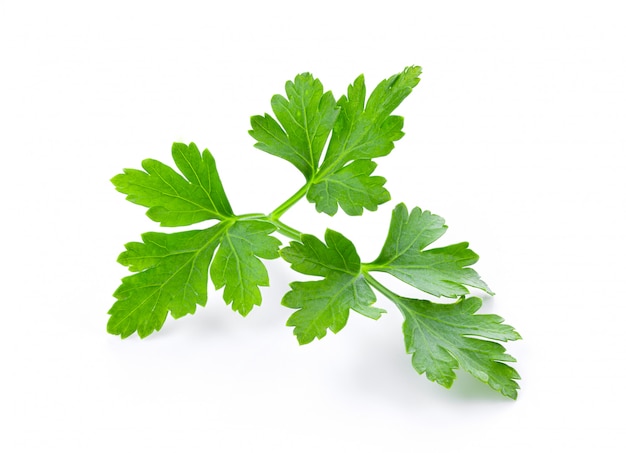 Fresh parsley herb on white table. 