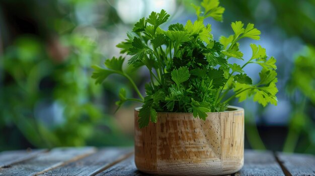 Fresh parsley herb in wooden pot