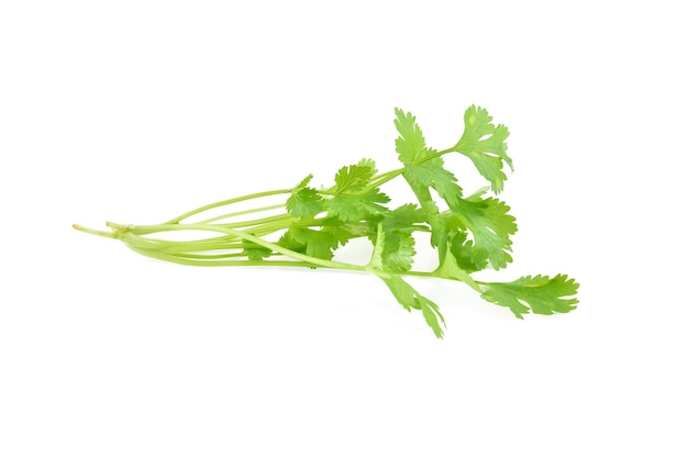 Fresh parsley isolated on white background