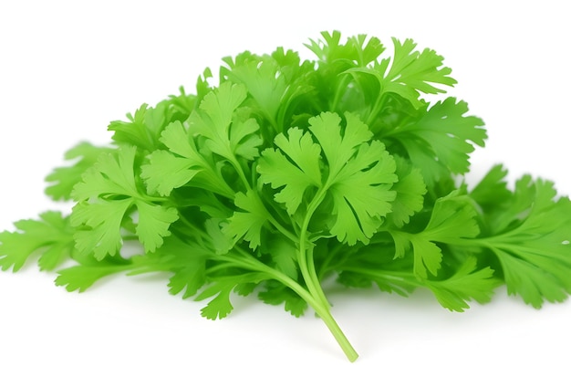 fresh parsley isolated