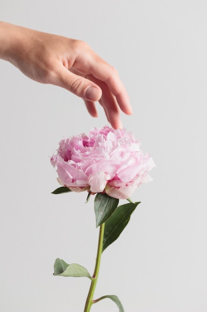 Fresh Pastel colored Pink peony in full bloom with a human hand on a white background