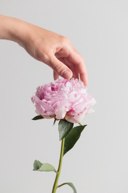 Fresh Pastel colored Pink peony in full bloom with a human hand on a white background