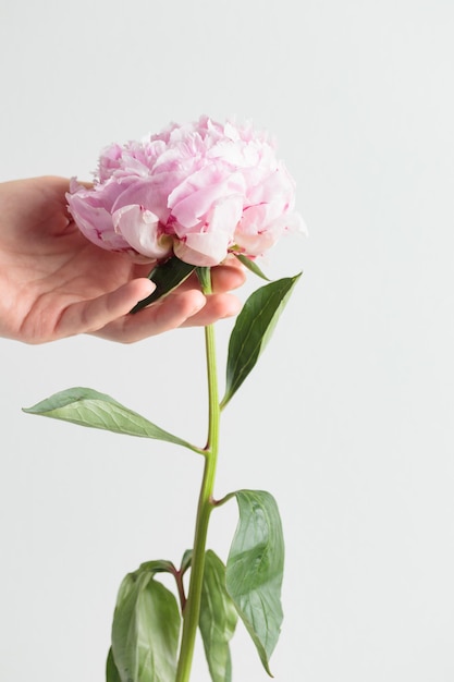 Fresh Pastel colored Pink peony in full bloom with a human hand on a white background