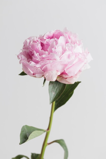 Fresh Pastel colored Pink peony in full bloom with white background