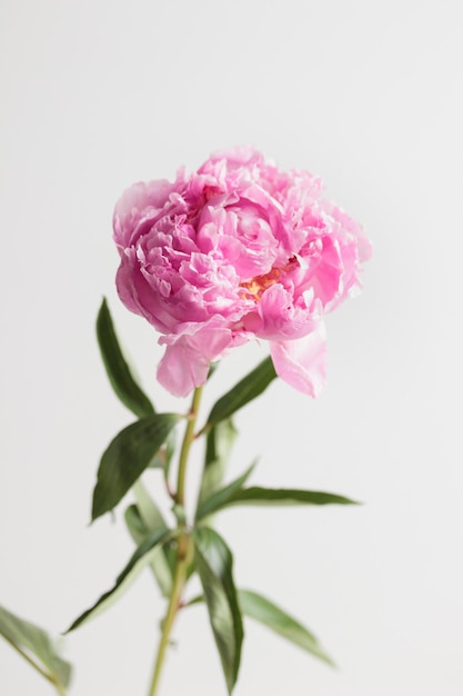 Fresh Pastel colored Pink peony in full bloom with white background