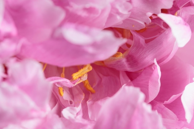 Fresh Pastel colored Pink peony in full bloom