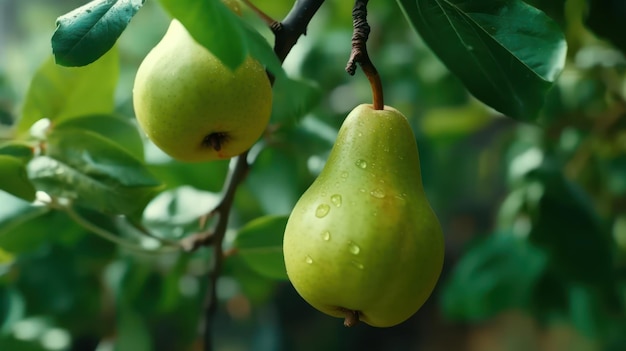 Fresh pear on tree