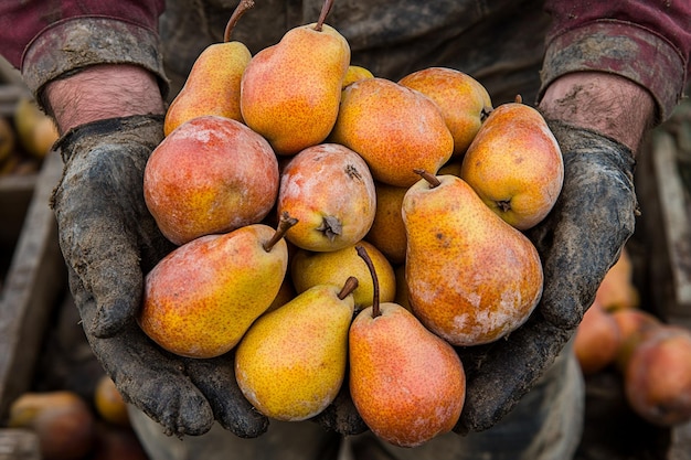 Photo fresh pears in mens hands