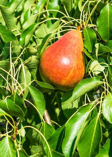 Fresh  pears on a pear branch.