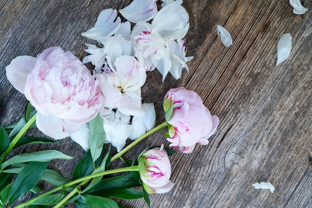 Fresh peonies flowers