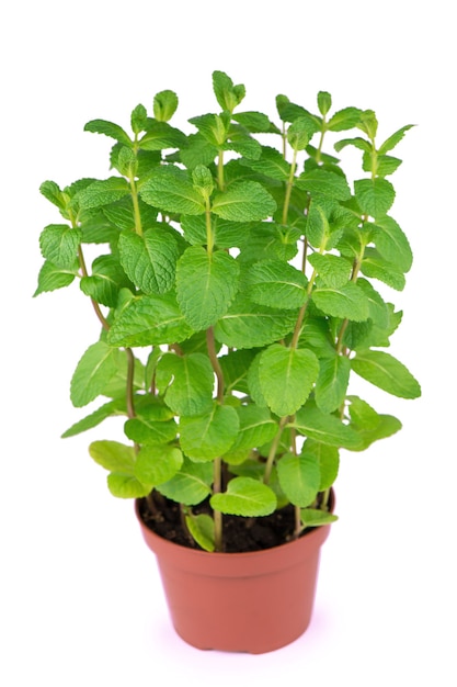 Fresh pepper mint flowerpot plant leaves on white isolated background.