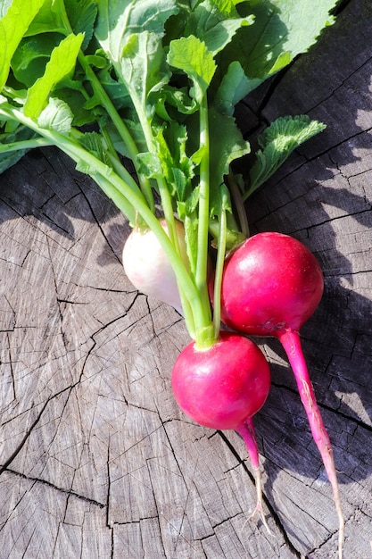 Fresh picked pink Radish with green leaves on wooden background Premium Photo