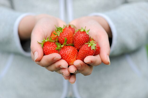 Fresh picked strawberries held over strawberry plants