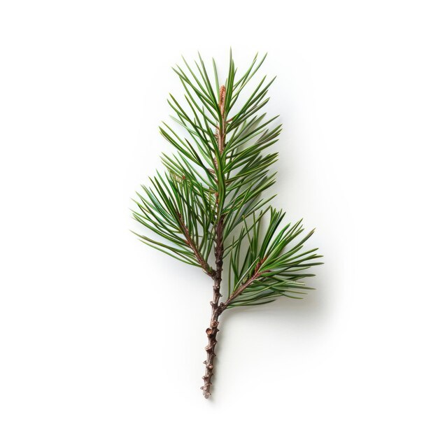 Fresh pine branch isolated white