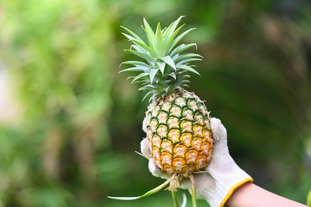 Fresh pineapple tropical fruits summer pineapple for food fruit ripe pineapple on hand