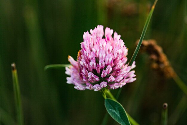 Photo fresh pink clover in green spring fields beauty trifolium pratense red flowers grows on summer