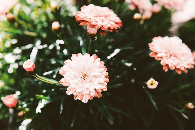 Fresh pink daisy on blurred background.