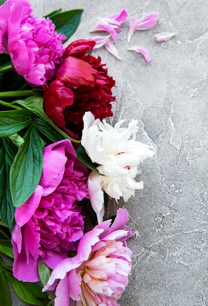 Fresh pink peony flowers border with copy space on grey concrete  background, flat lay.