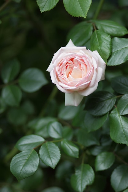 Fresh pink rose in green sunny garden Bush of pink rose summertime floral background Closeup of a pink flower blooming outdoors