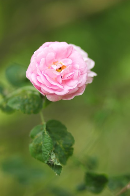 Fresh pink rose in green sunny garden Bush of pink rose summertime floral background Closeup of a pink flower blooming outdoors