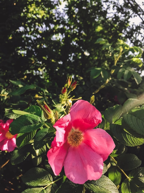 Fresh pink roses and green leaves wild rose bush Beautiful tender shrub with red flowers in sunny light in garden Hello spring