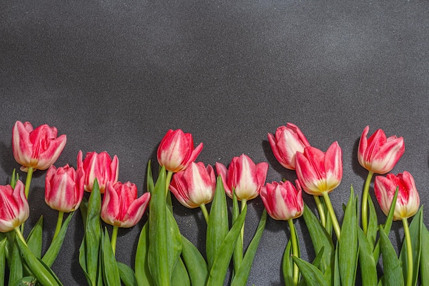 Fresh pink tulips on dark stone concrete background Festive concept for Mother's Day or Valentines Day Greeting card Easter flat lay Anniversary or Birthday top view