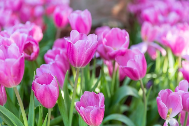 fresh pink tulips