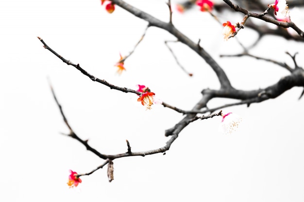 fresh plum tree flowers isolated on white background