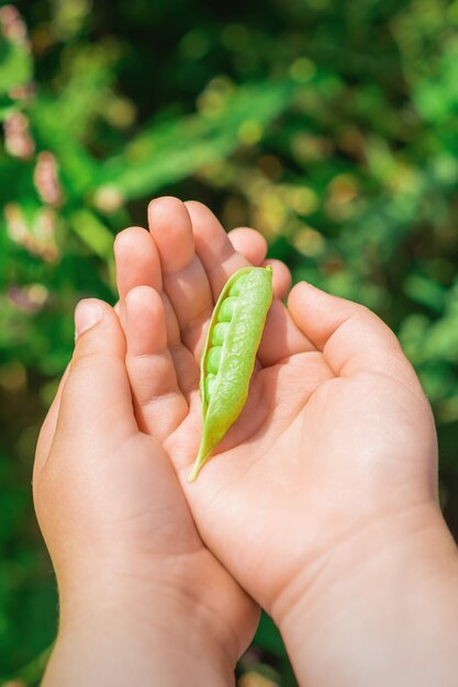 Fresh pods of green peas in hands of child.