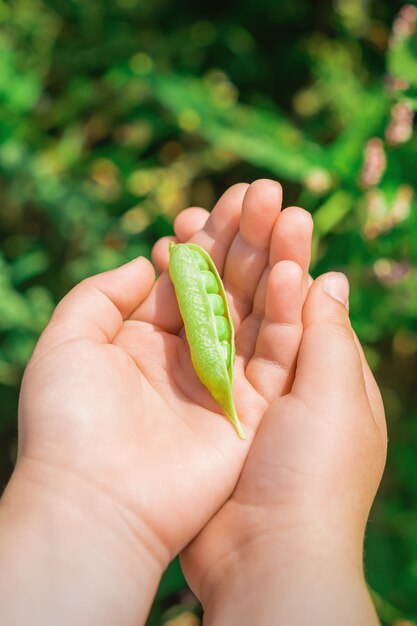 Fresh pods of green peas in hands of child.