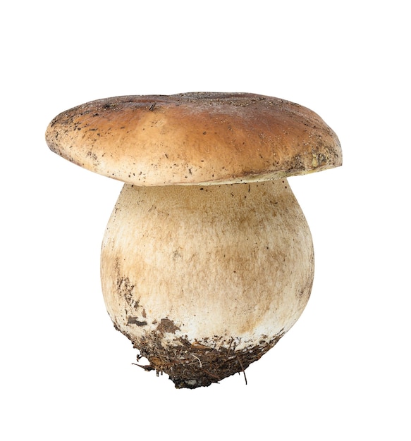 Fresh porcini mushroom on a white isolated background