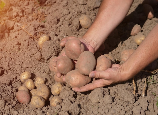 Fresh potato harvest in the garden The farmer digs potatoes out of the ground