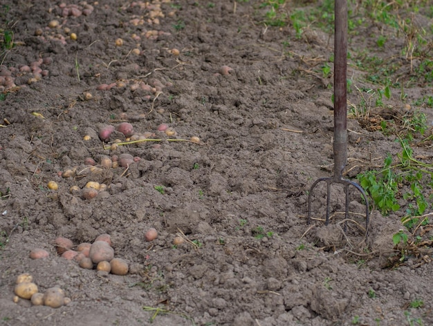 Fresh potato harvest in the garden The farmer digs potatoes out of the ground