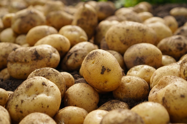 Fresh potato lying on the ground, good harvest and organic food.