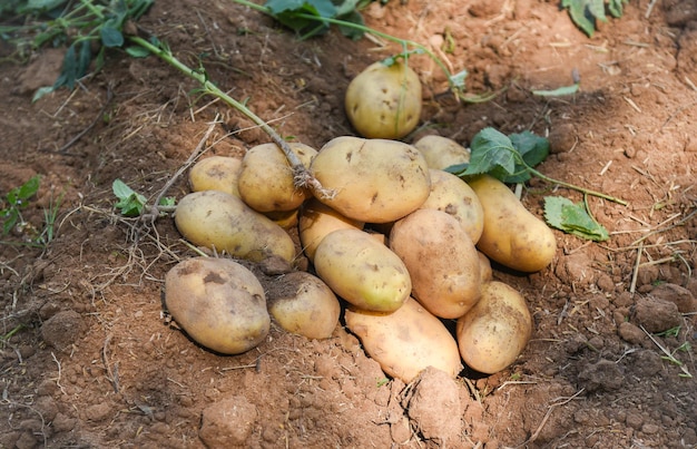 Fresh potato plant on ground harvest of ripe potatoes agricultural products from potato field