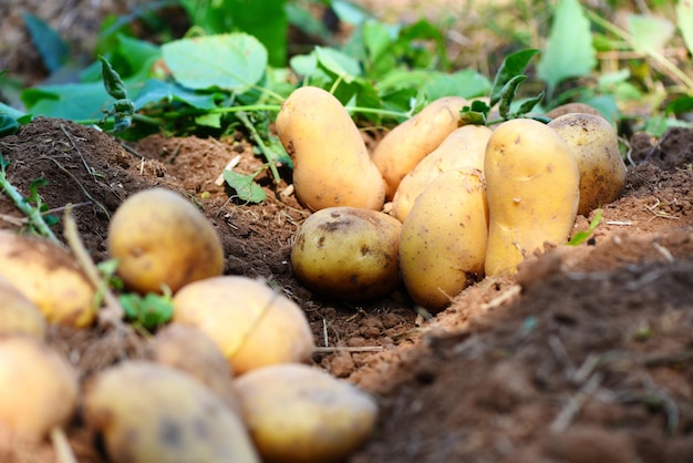 Fresh potato plant harvest of ripe potatoes agricultural products from potato field